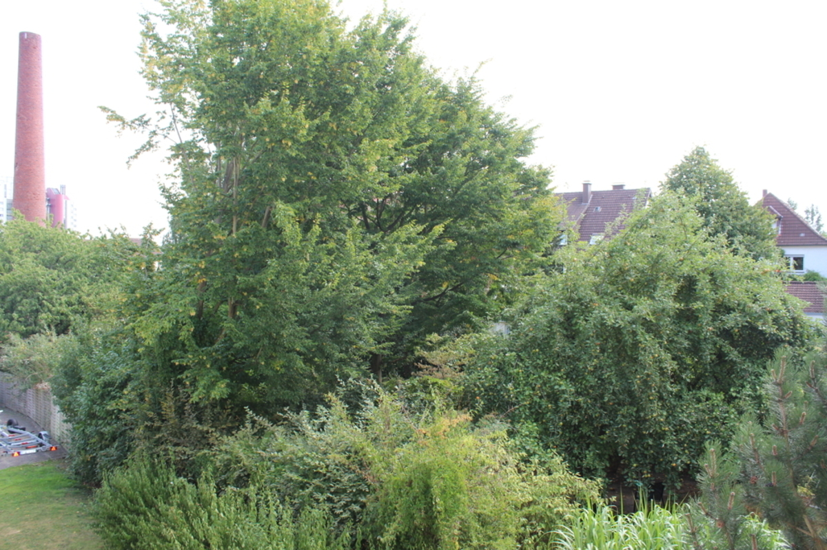 Blick ins Grüne